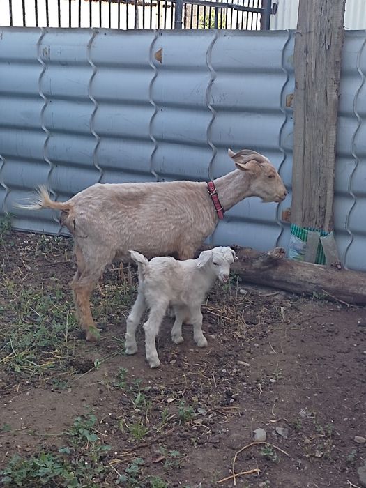 Заанен ешкісі сатылады (Срочно)