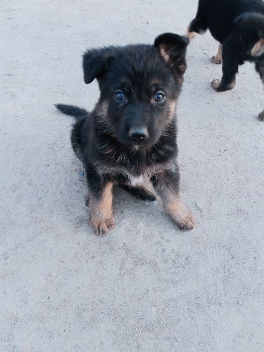 Щенки немецкой овчарки