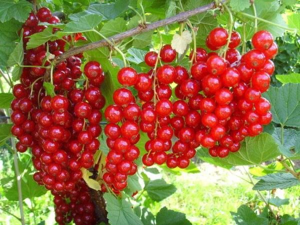 Смородина красная