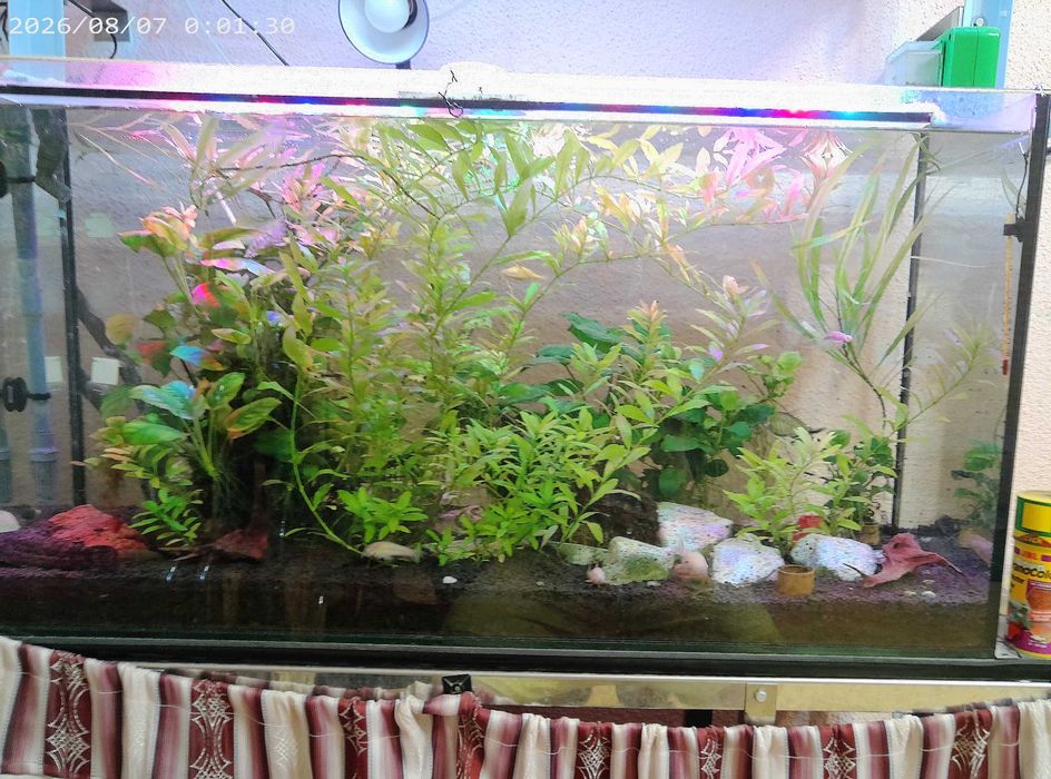 acvarii cu pesti si plante