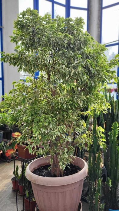 Продам роскошные фикусы