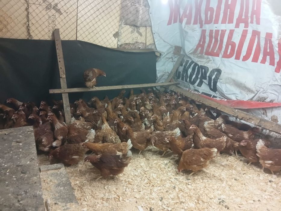 Продам курей ломан браун