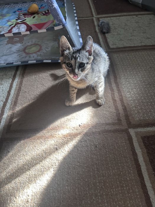 Отдам котят 2 мальчика