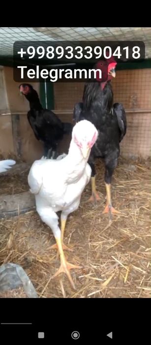 O shamo nemis tuxuml va jujalariga zakaz olaman.