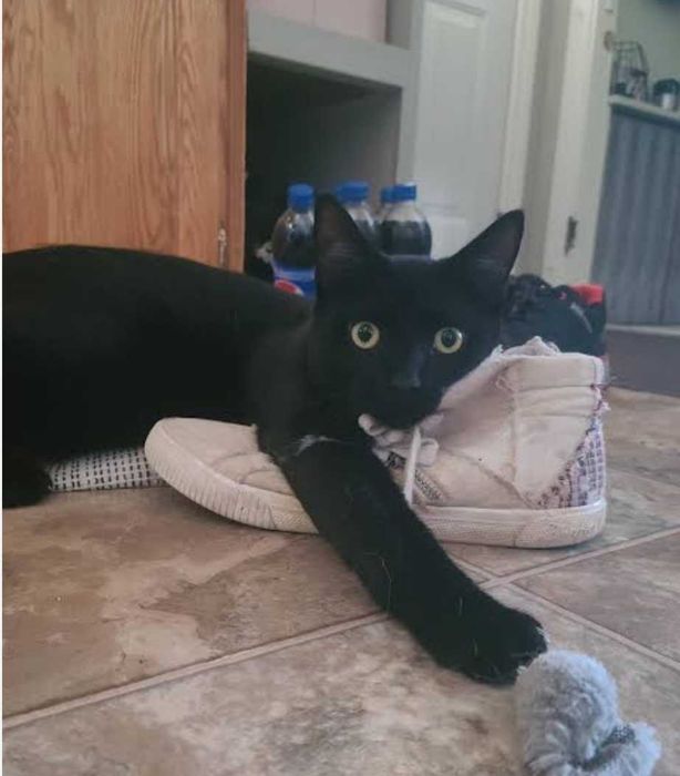 Котенок 5,5 месяцев