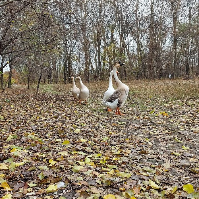 Ouă gâște chinezesti rasă pură