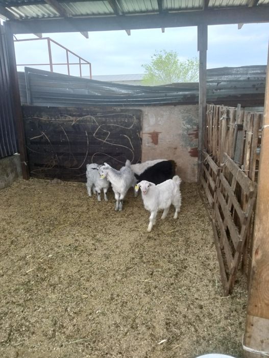 5шт козлик 2месяц