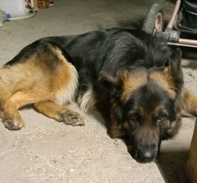 Продаю щенков немецкой овчарки