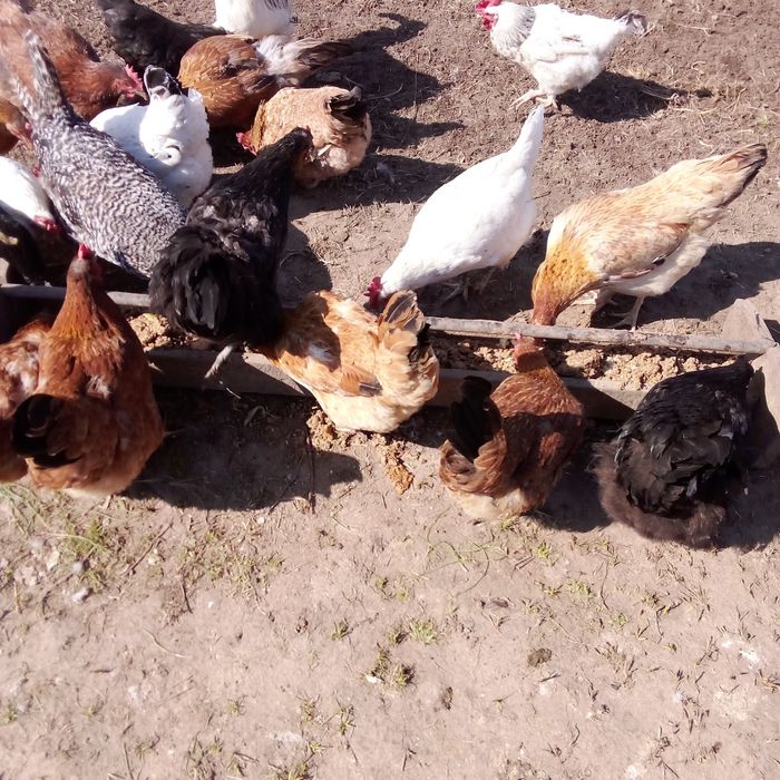 Продам яйца для разведения