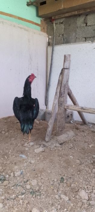 Dakanlar sotiladi