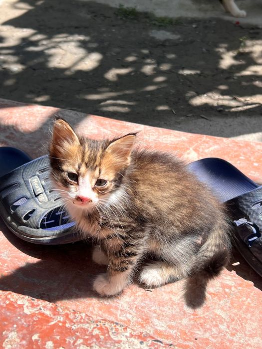Маленькие котята
