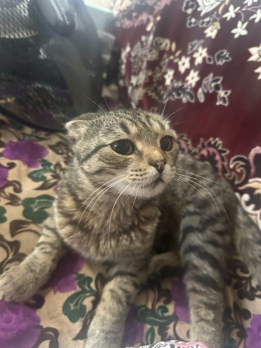 Котенок вислоухий