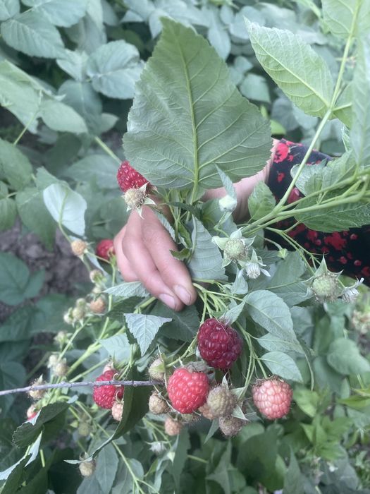 Рассада малины и клубники