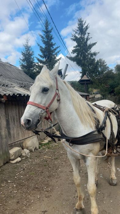 De vânzare un căluț sur