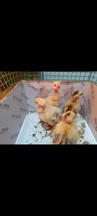 Продаю недельных циплят