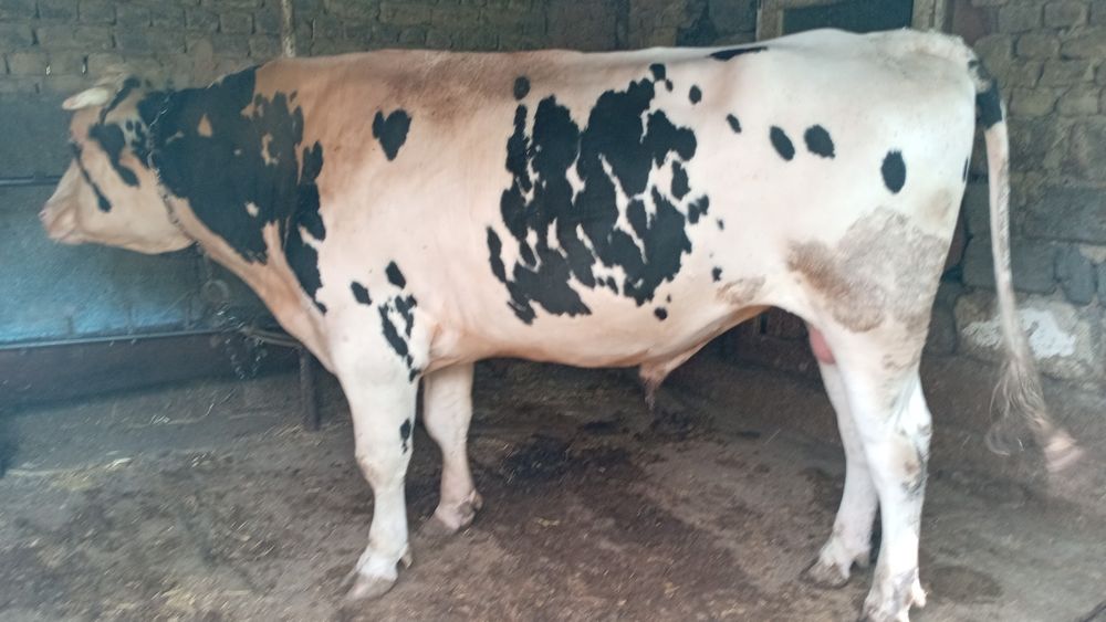 Продам бычка срочно