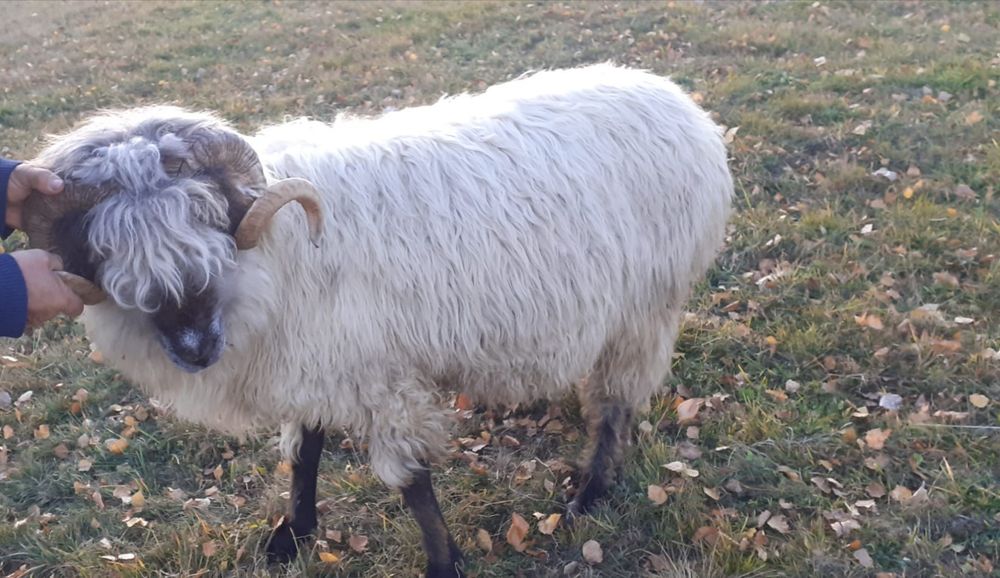 Vând oi țurcane cu origine, grase și bune de lapte
