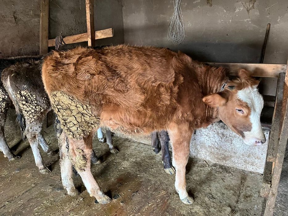 Продам телочку Сементалку