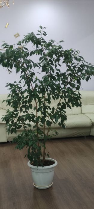 Фикусы  Бенджамина