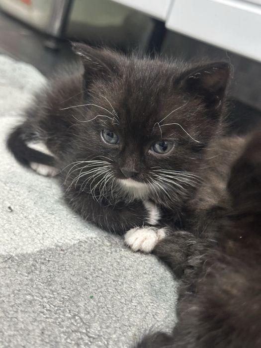 Отдам котят в добрые руки