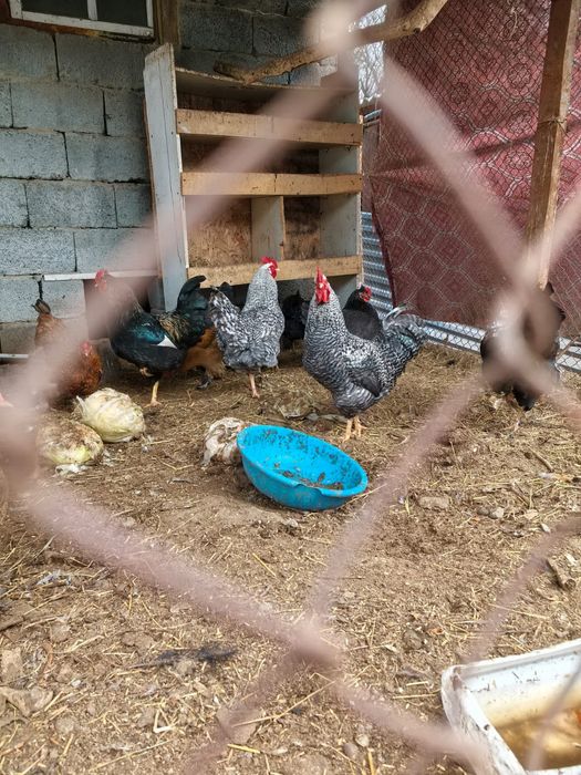 Продам петушков молодые. Қораздар сатыладыы