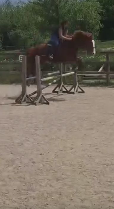 Кон , смеска от Чистокръвен кон и Пинто