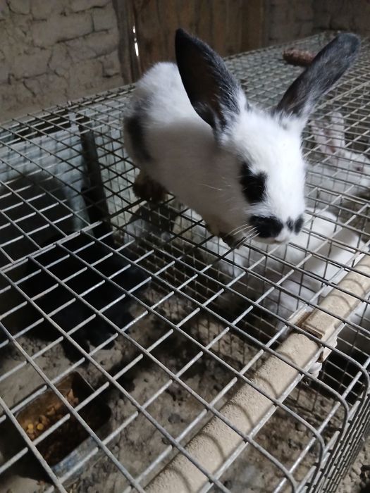 Quyon sotilad 4 hil zotidan bor nafhlar 300000 da 50 gach bor