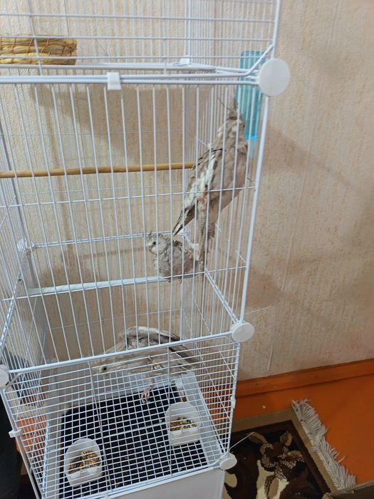 Папугай карелла 1самка 2 самца