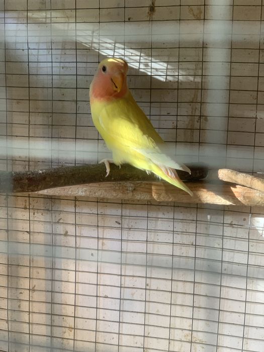 Попугайчики неразлучники молодые продаются