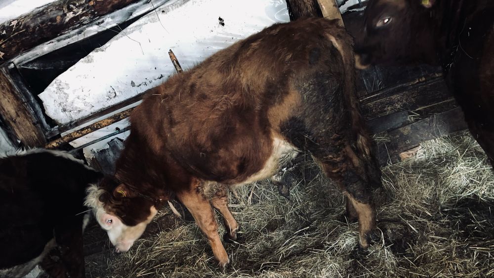 Прожам 2 бычка годовалых