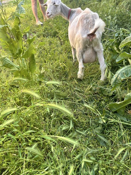 Продается  семейство  коз