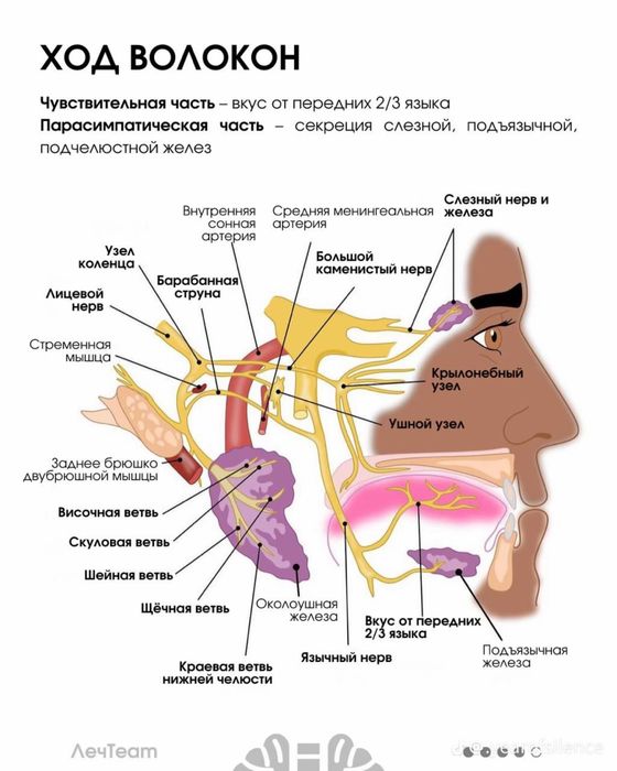 Вызов врача на дом . Реабилитолог-Иглотерапевт