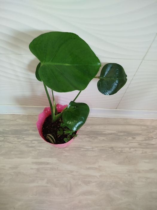 Monsterra Delitsioza detkasi
