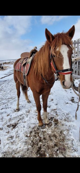 Дөнен тяж Алтай 1.3