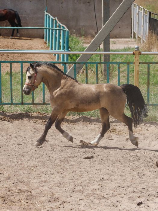 Продаю жеребца пони