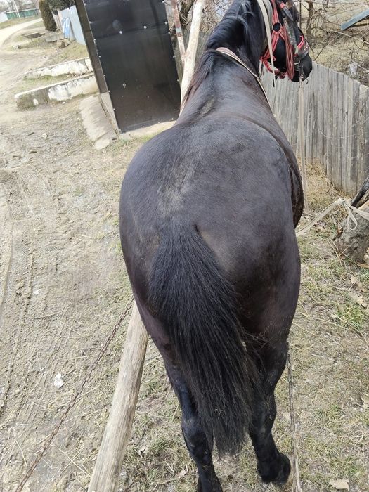 Vand cal  sau schimb cu masina