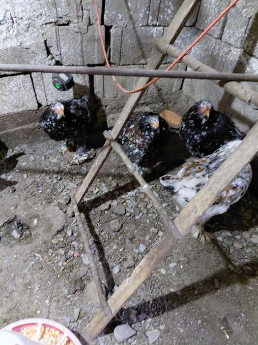 Vand pui mici puicute si puicuta de gaina cocosi gaini si pui de rasa