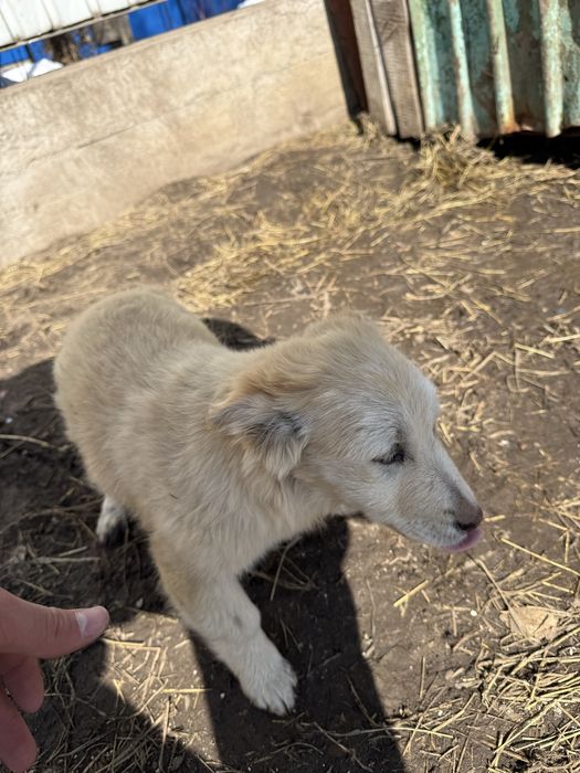 Шенки даром в хорошые руки