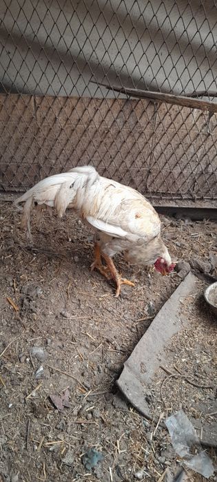 Товук ва хуроз сотилади!