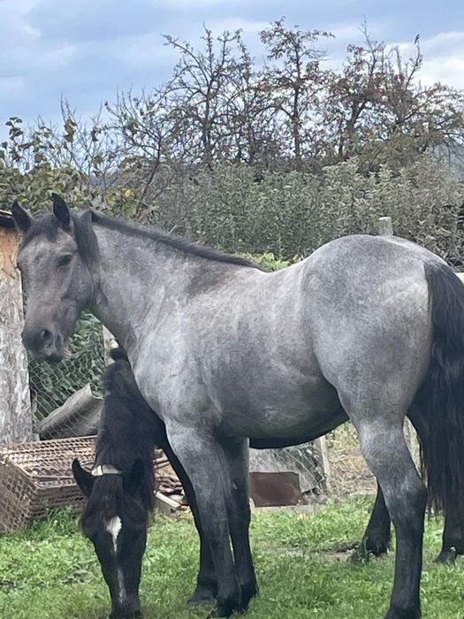 Vând iapa de 2 ani jumătat