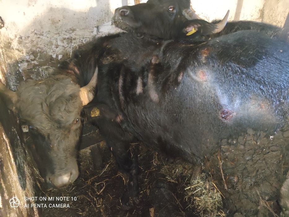 VAND TAUR pentru monta