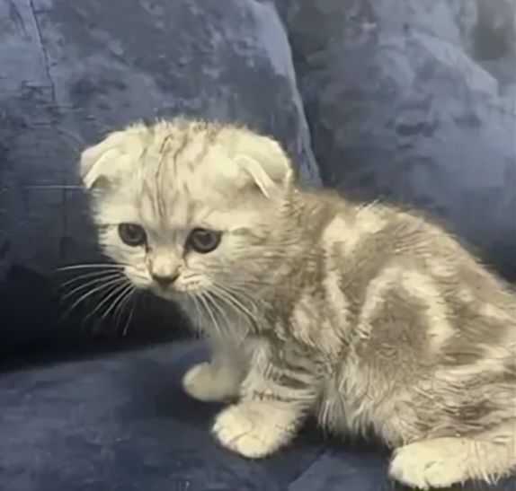 Котята чисто кровные фолд
