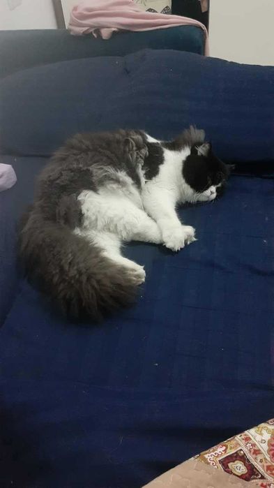 Вязка кота Скоттиш Стрейт (длинношерстный)