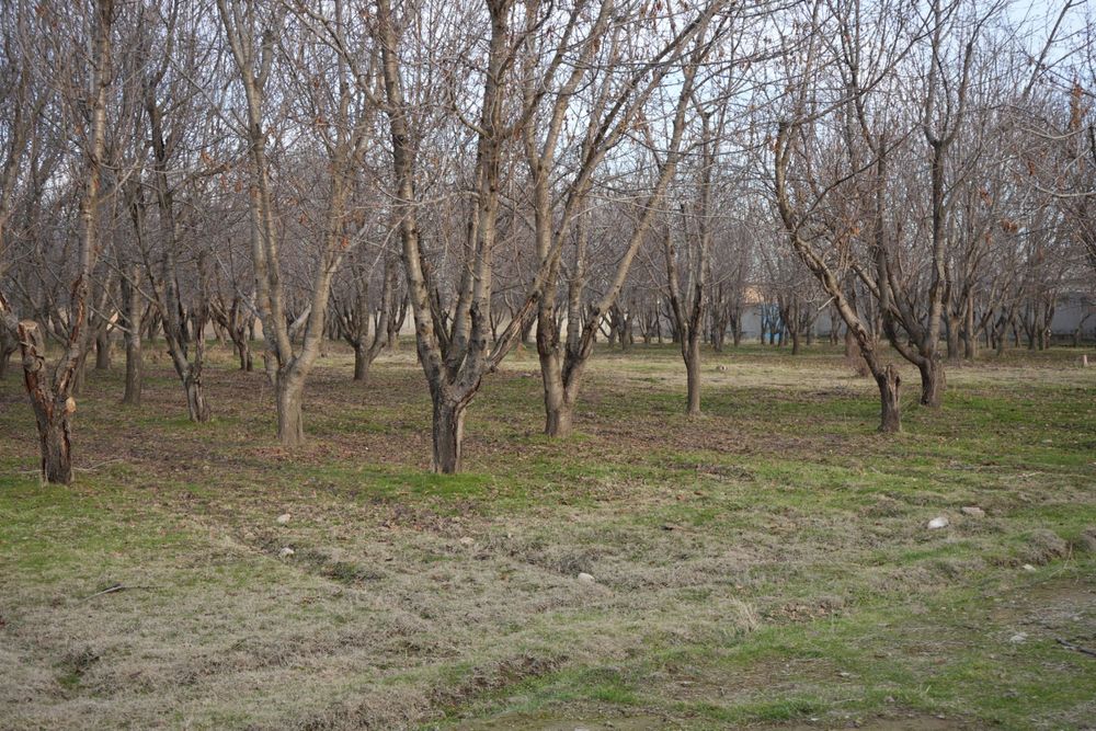 Дача с бассейном и фермой в городе Нуравшон (бывшая Тойтепа)