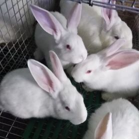 Продам  крольчат