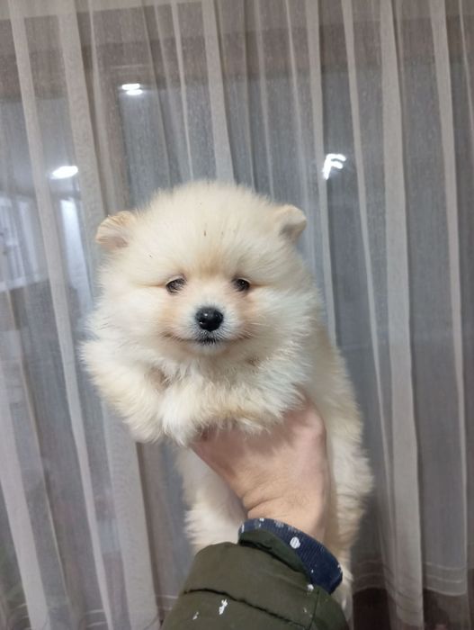 Померан женски / момиче