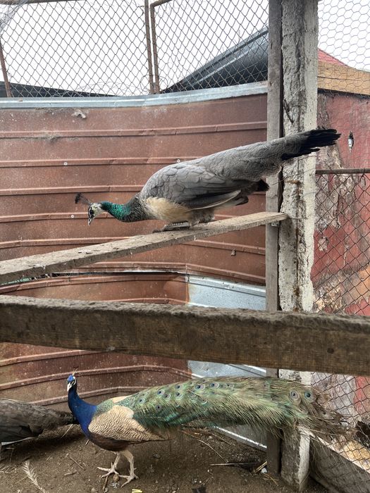 Pauni maturi si tineret 2025