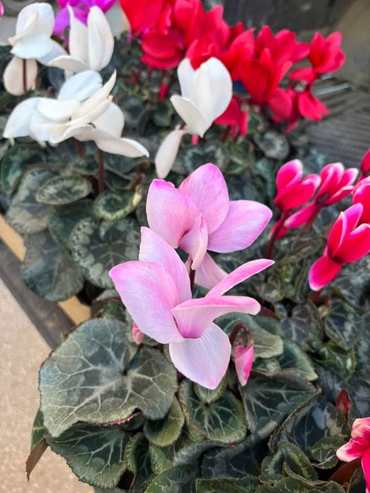 Циклама, зюмбюл, иглика