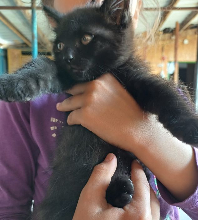 Отдам котика в хорошие руки