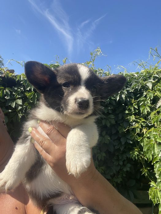 Вельш корги щенки